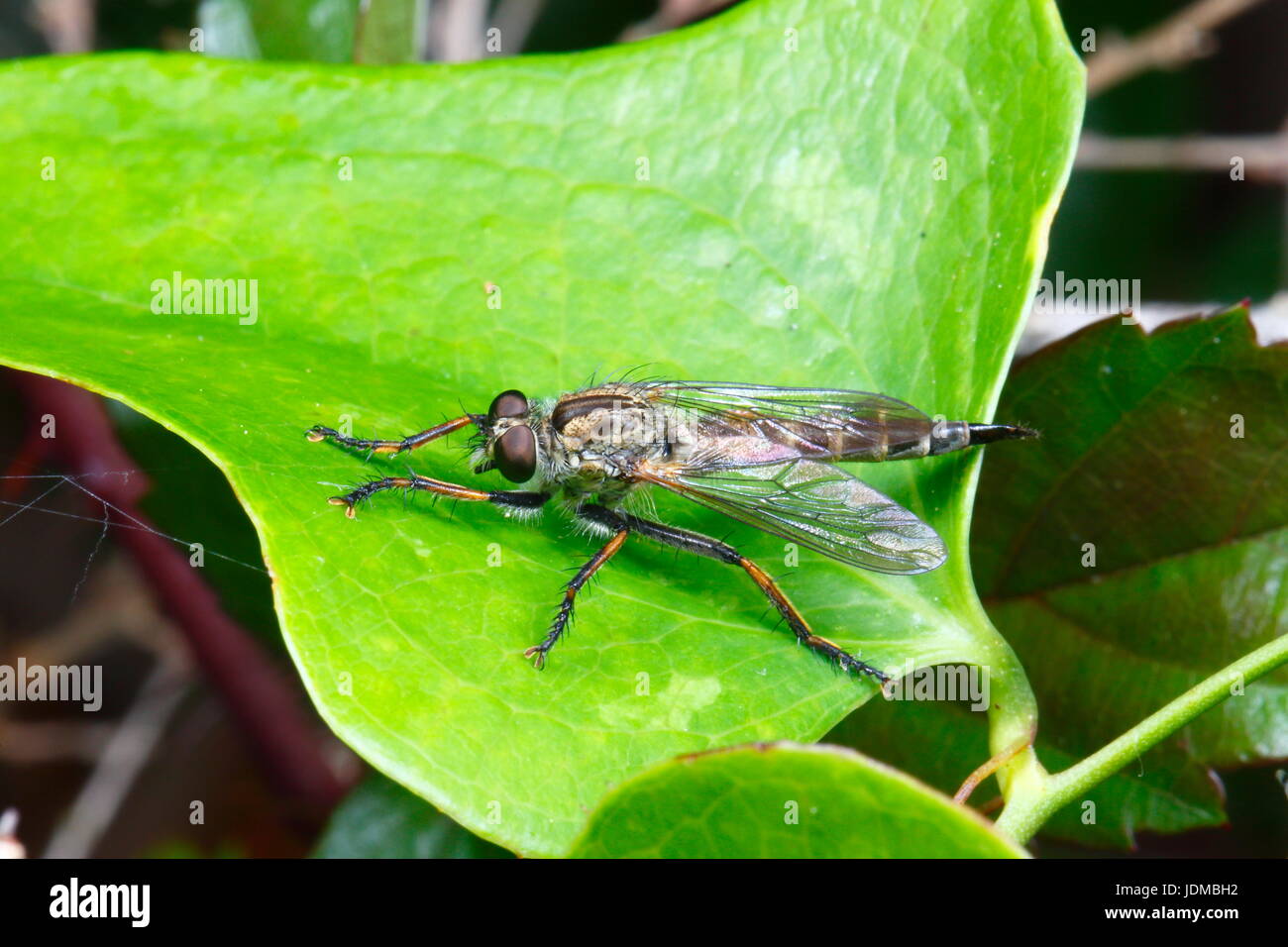 Un brigante fly, specie Diogmites, appoggiato su una foglia. Foto Stock