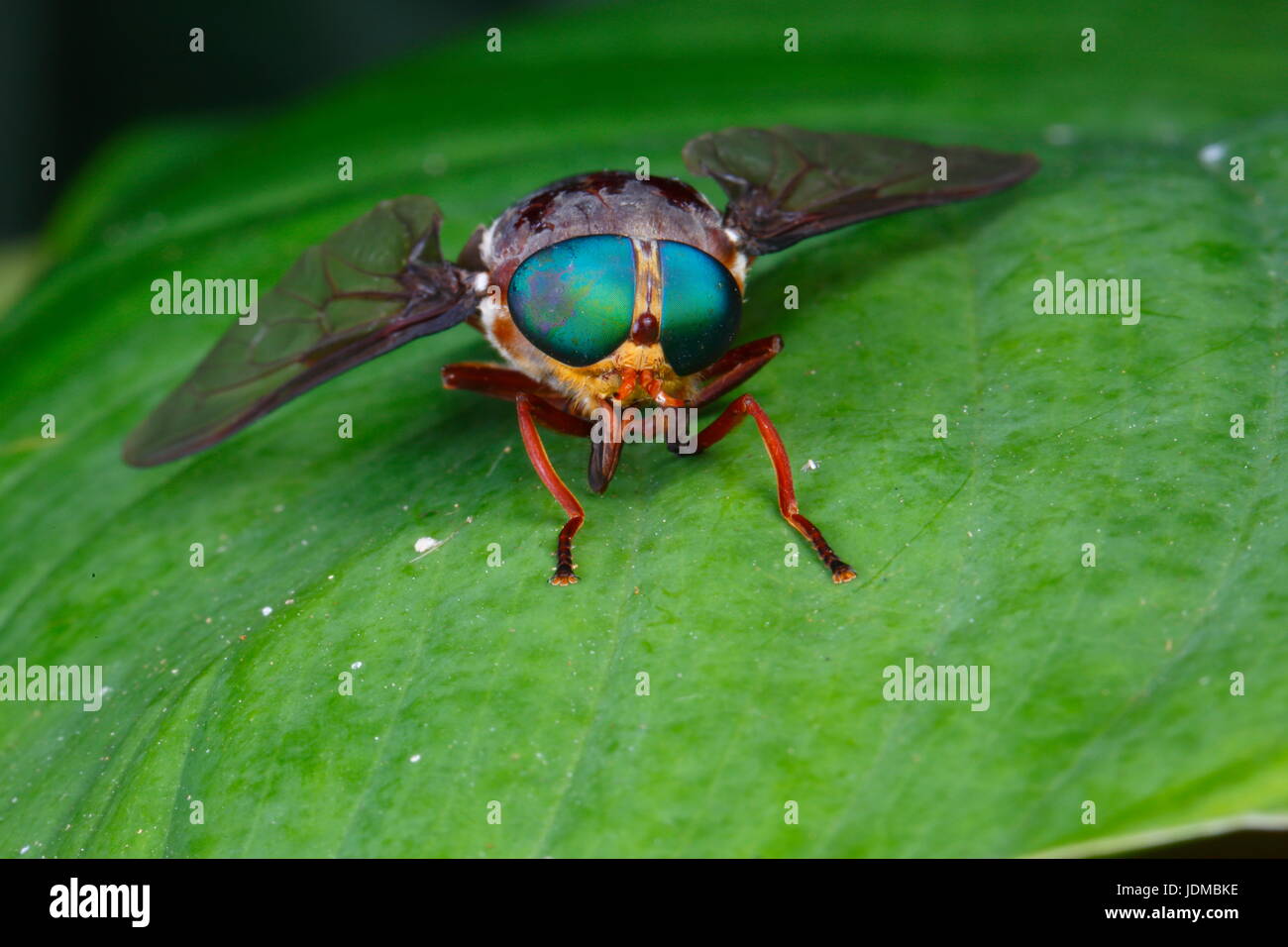 Un verde-eyed horse fly, Chrysops specie, poggia su una foglia. Foto Stock