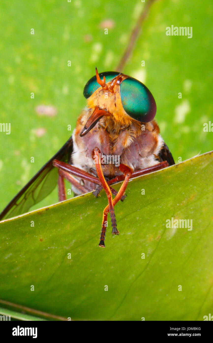 Un verde-eyed horse fly, Chrysops specie, poggia su una foglia. Foto Stock
