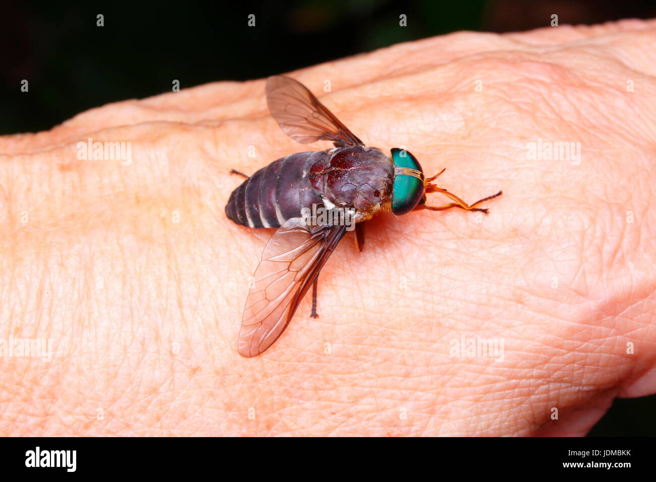 Un verde-eyed horse fly, Chrysops specie, poggia sulla mano di una persona. Foto Stock