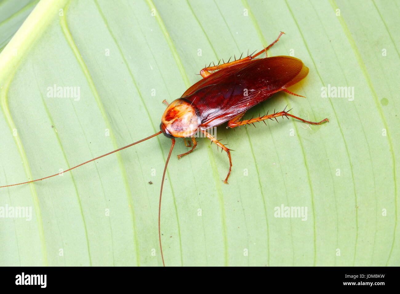 Un americano scarafaggio, Periplaneta americana, poggia su una foglia. Foto Stock
