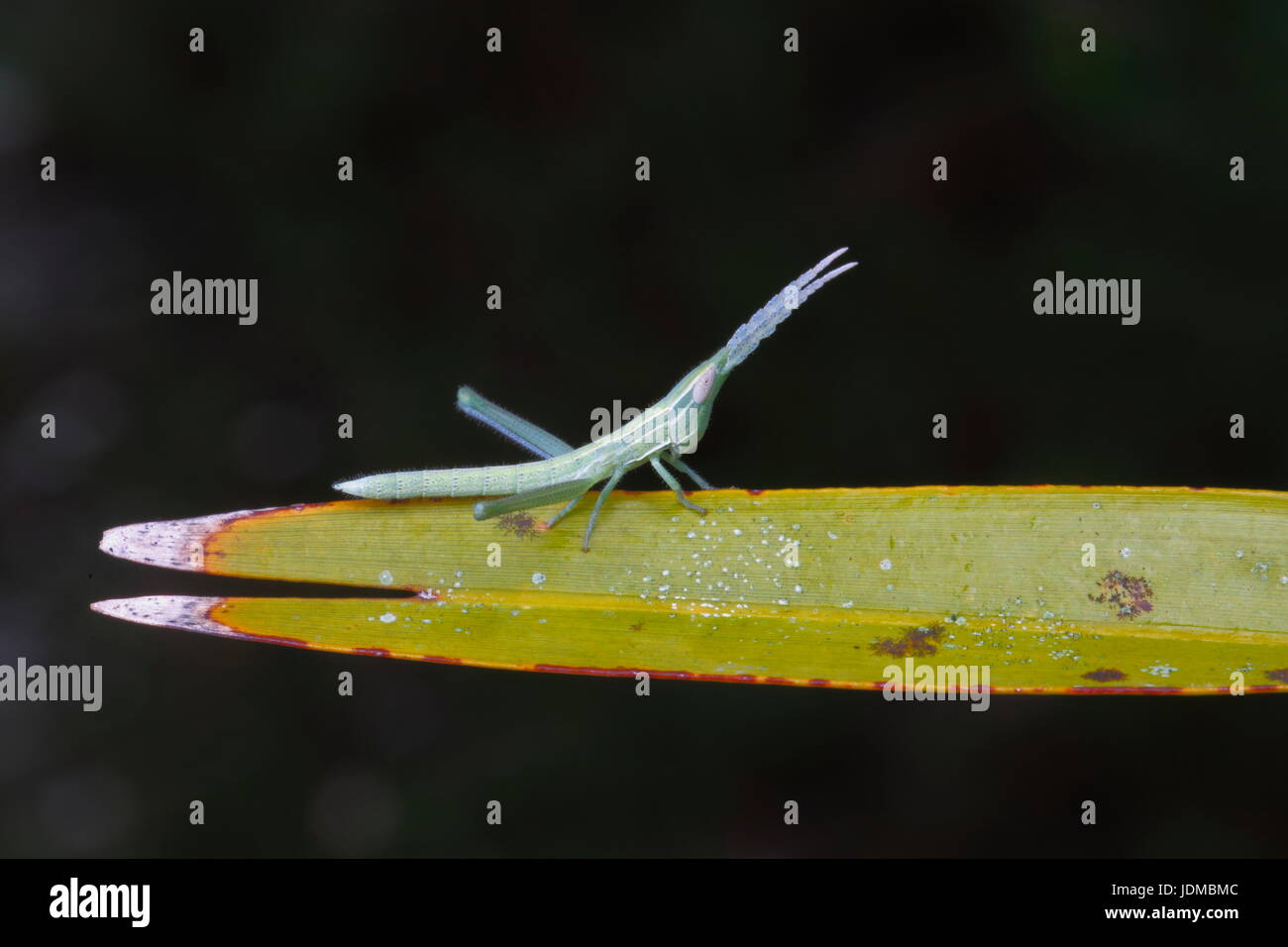 Uno stuzzicadenti grasshopper, Achurum carinatum, poggia su una foglia. Foto Stock