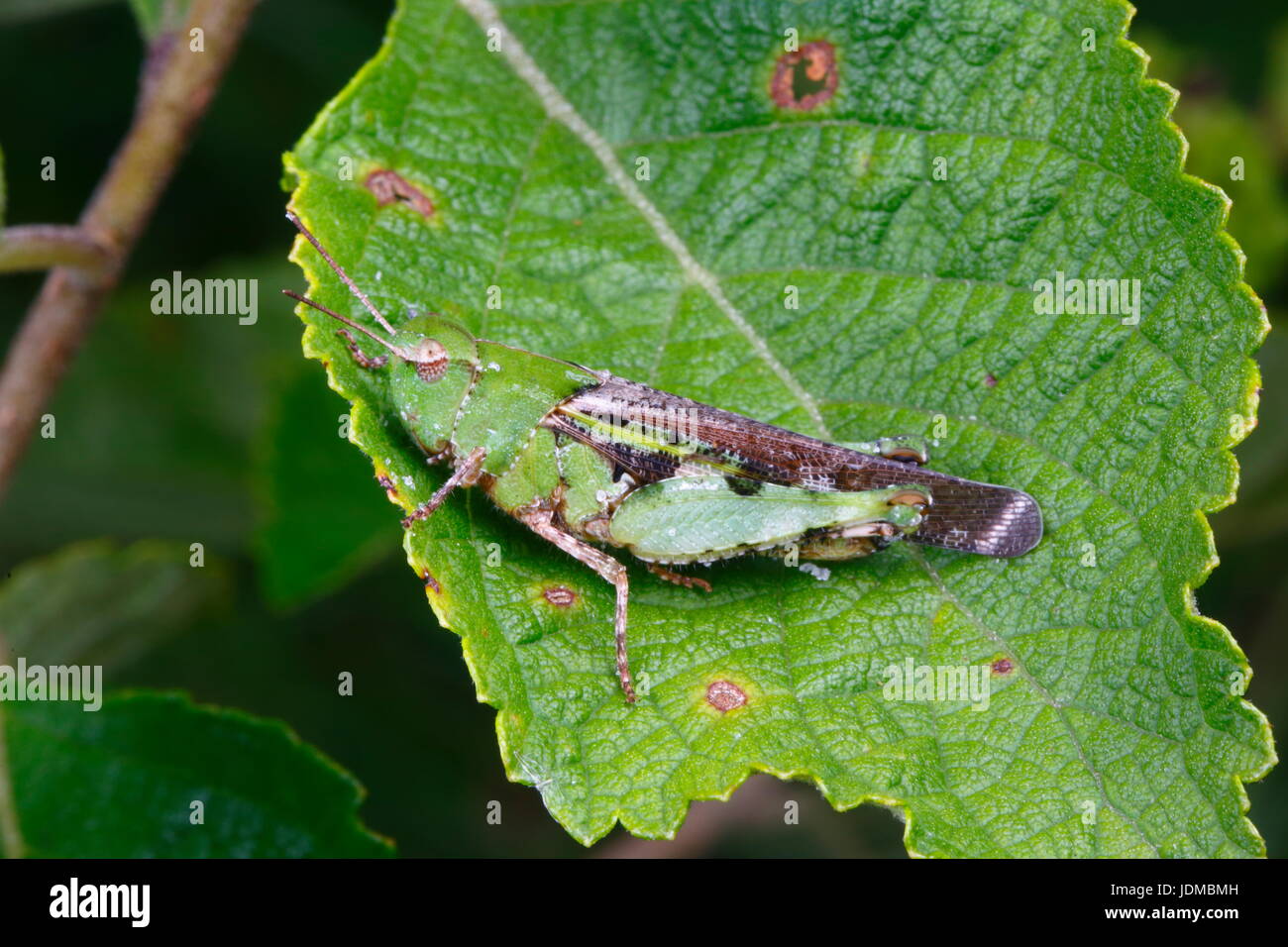 Una femmina del sud a strisce verdi grasshopper, Chortophaga austrailor, poggia su una foglia. Foto Stock