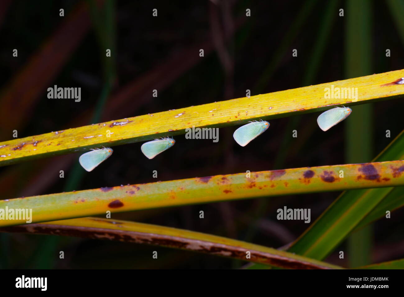 Leafhoppers, Cicadellidae, su un frond palmetto. Foto Stock