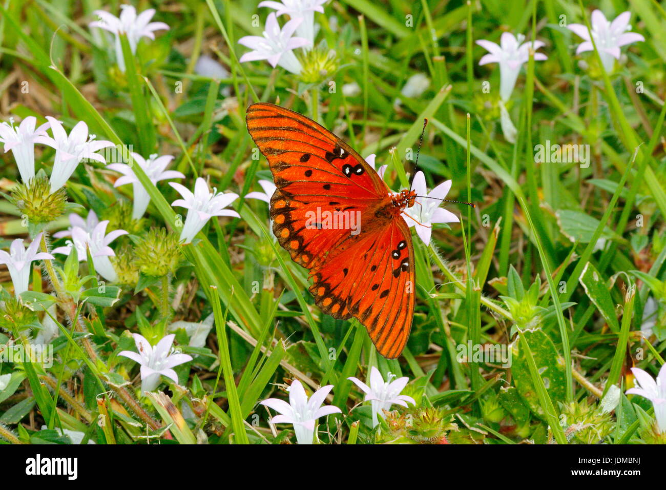 Un golfo fritillary, Agraulis vanillae, poggia su un fiore. Foto Stock