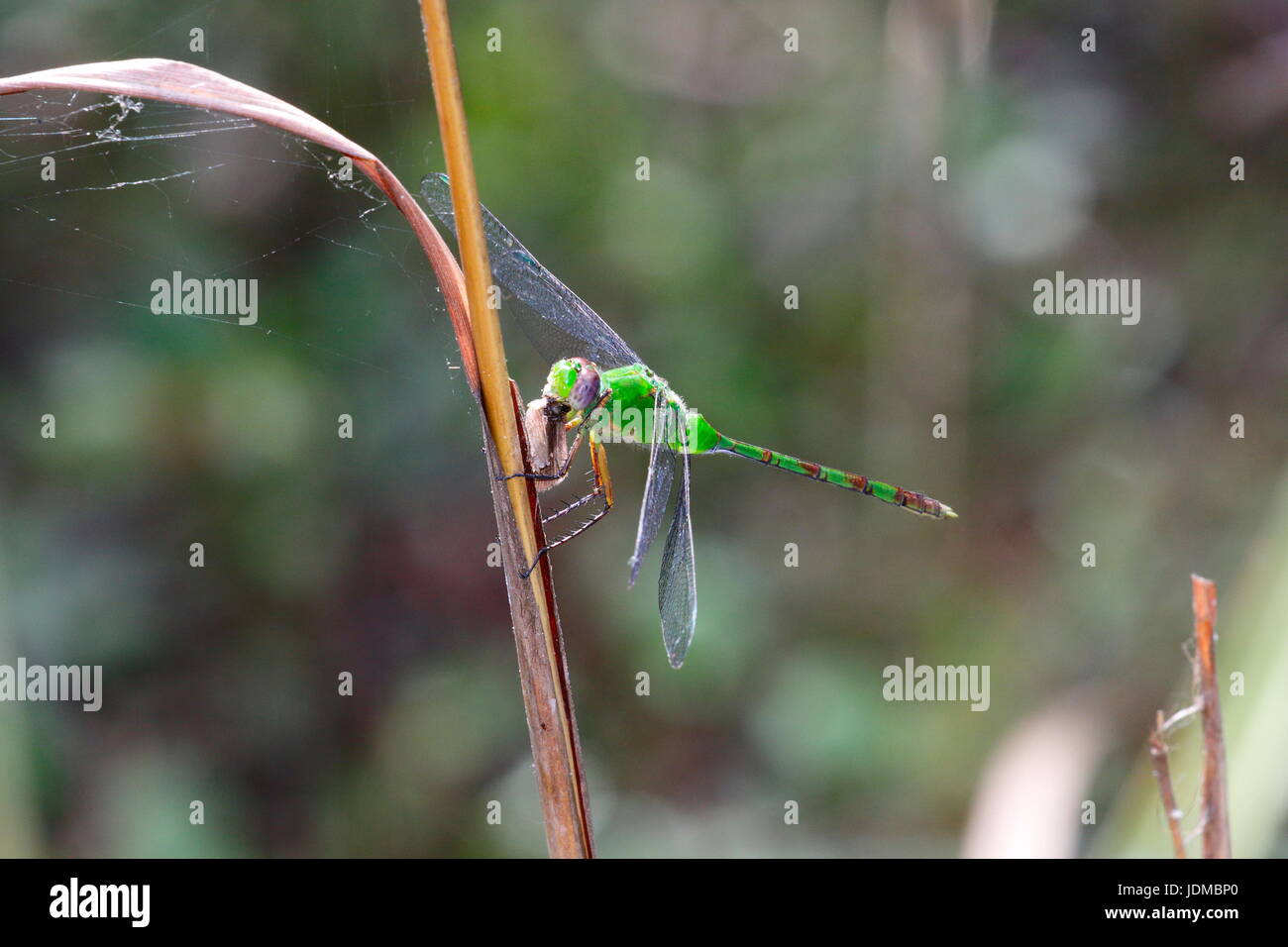 Un grande pondhawk dragonfly, Erythemis vesiculosa, alimentazione su un moth. Foto Stock