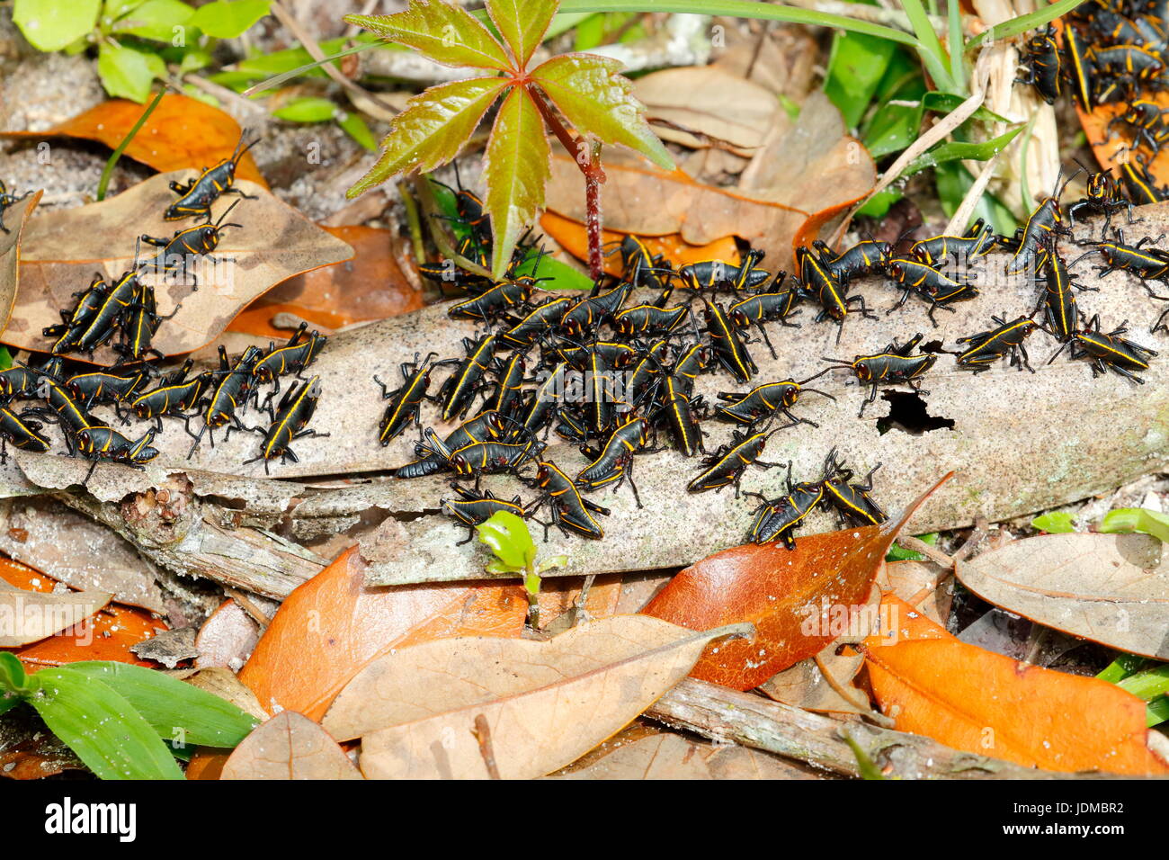 Gomma grasshopper ninfe, Romalia guttata, emergono dal suolo in grandi gruppi. Foto Stock