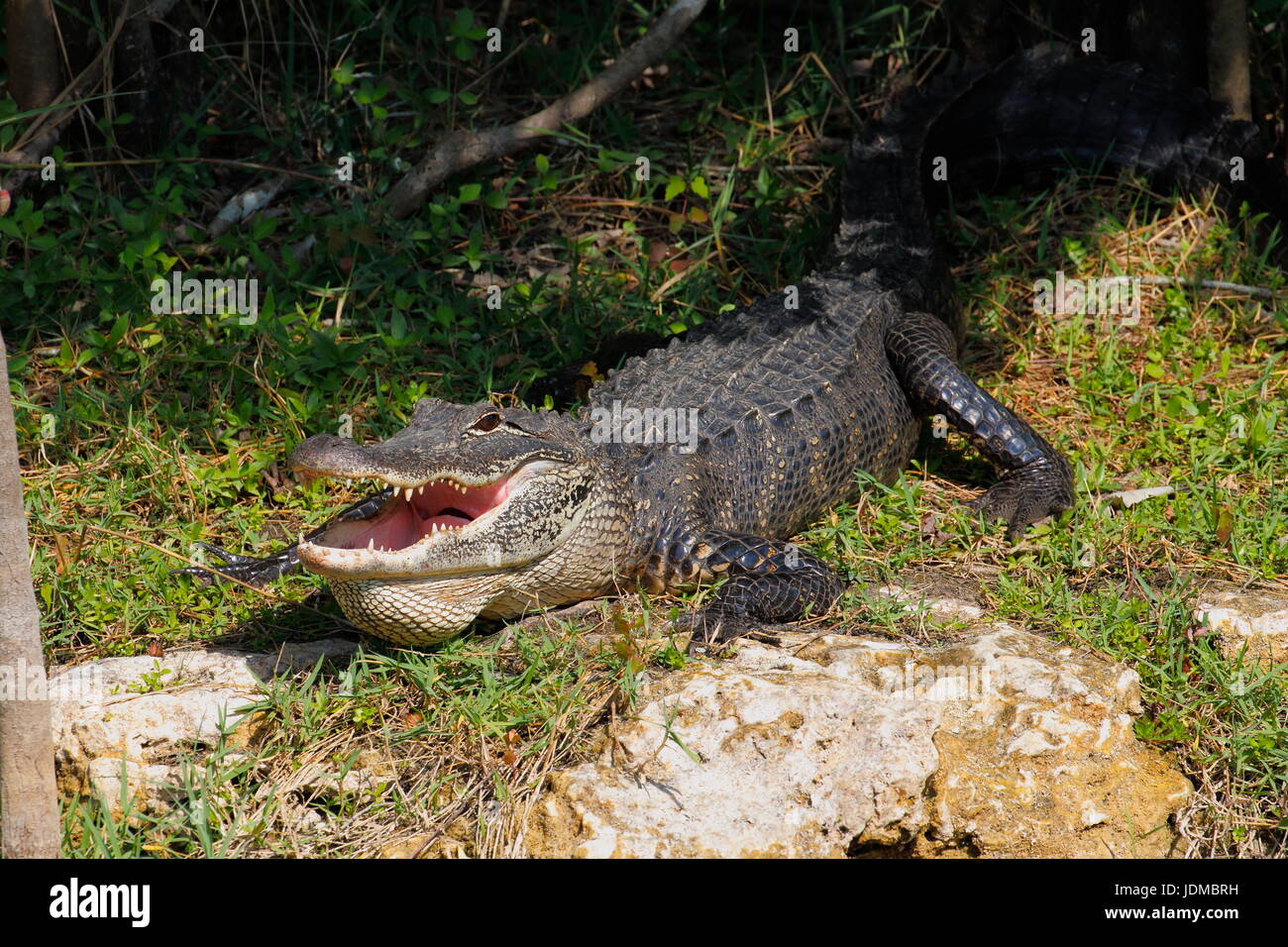 Un American alligator Alligator mississippiensis, con la bocca aperta. Foto Stock