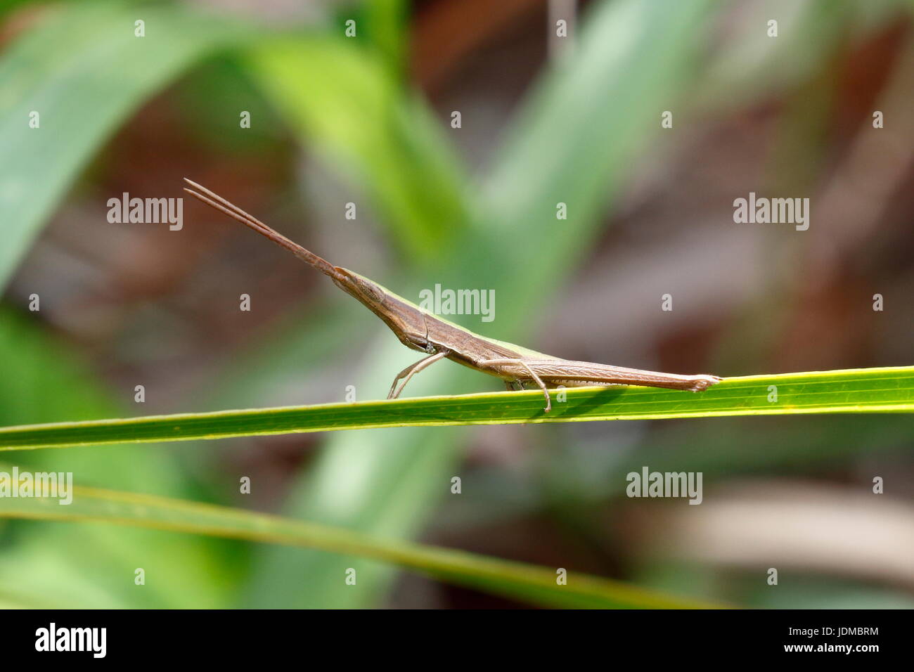 Uno stuzzicadenti grasshopper, Achurum carinatum, poggia su una foglia. Foto Stock