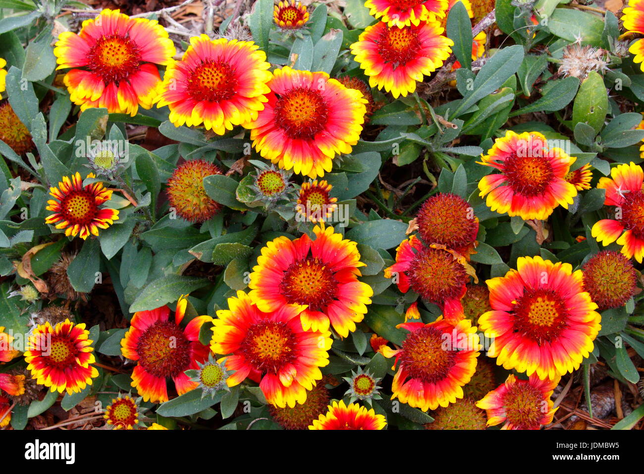 Un grande gruppo di Indiani blanket, Gaillardia pulchella, in piena fioritura. Foto Stock