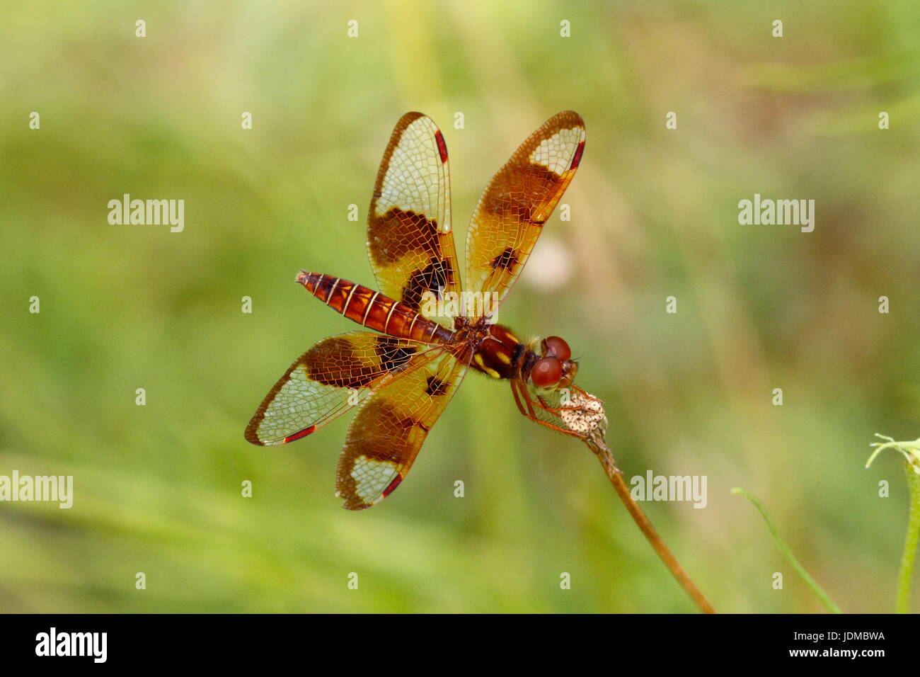 Una femmina amberwing orientale, Perithemis tenera, si appoggia su un impianto di stelo. Foto Stock