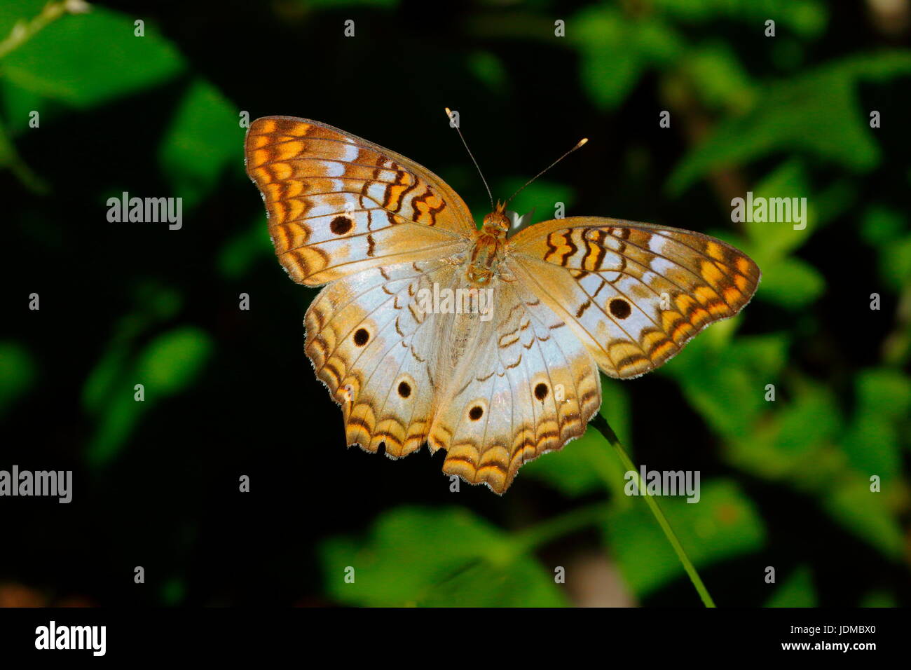 Un bianco farfalla pavone, Anartia jatrophae, alimentazione. Foto Stock