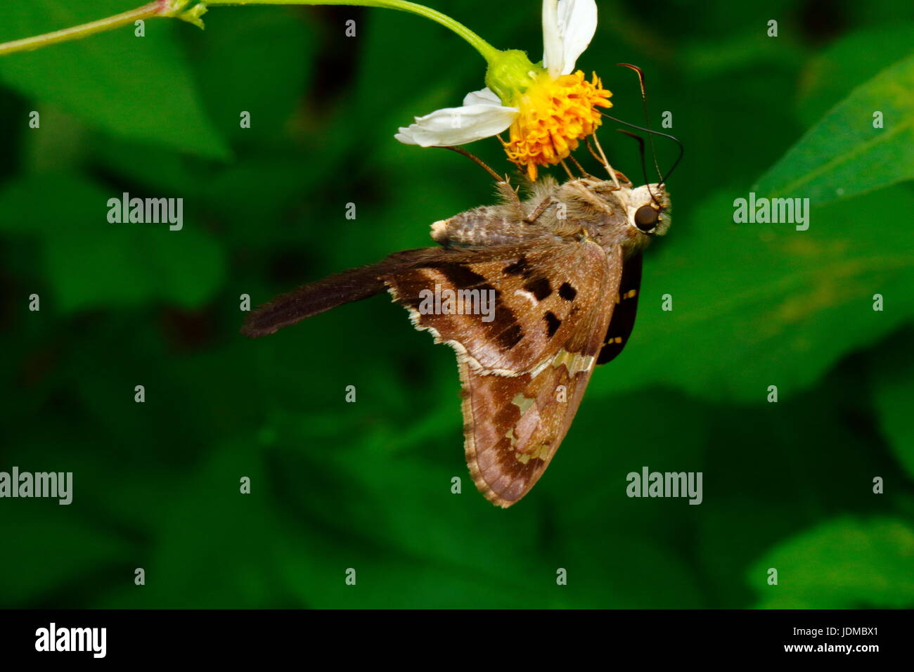 Una lunga coda di skipper butterfly, Urbanus proteus, appoggiata su un fiore. Foto Stock