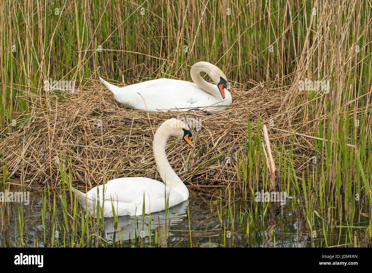 Coppia di cigno (Cygnus olor) a nido, Waterbeach, Cambridgeshire, Inghilterra Foto Stock