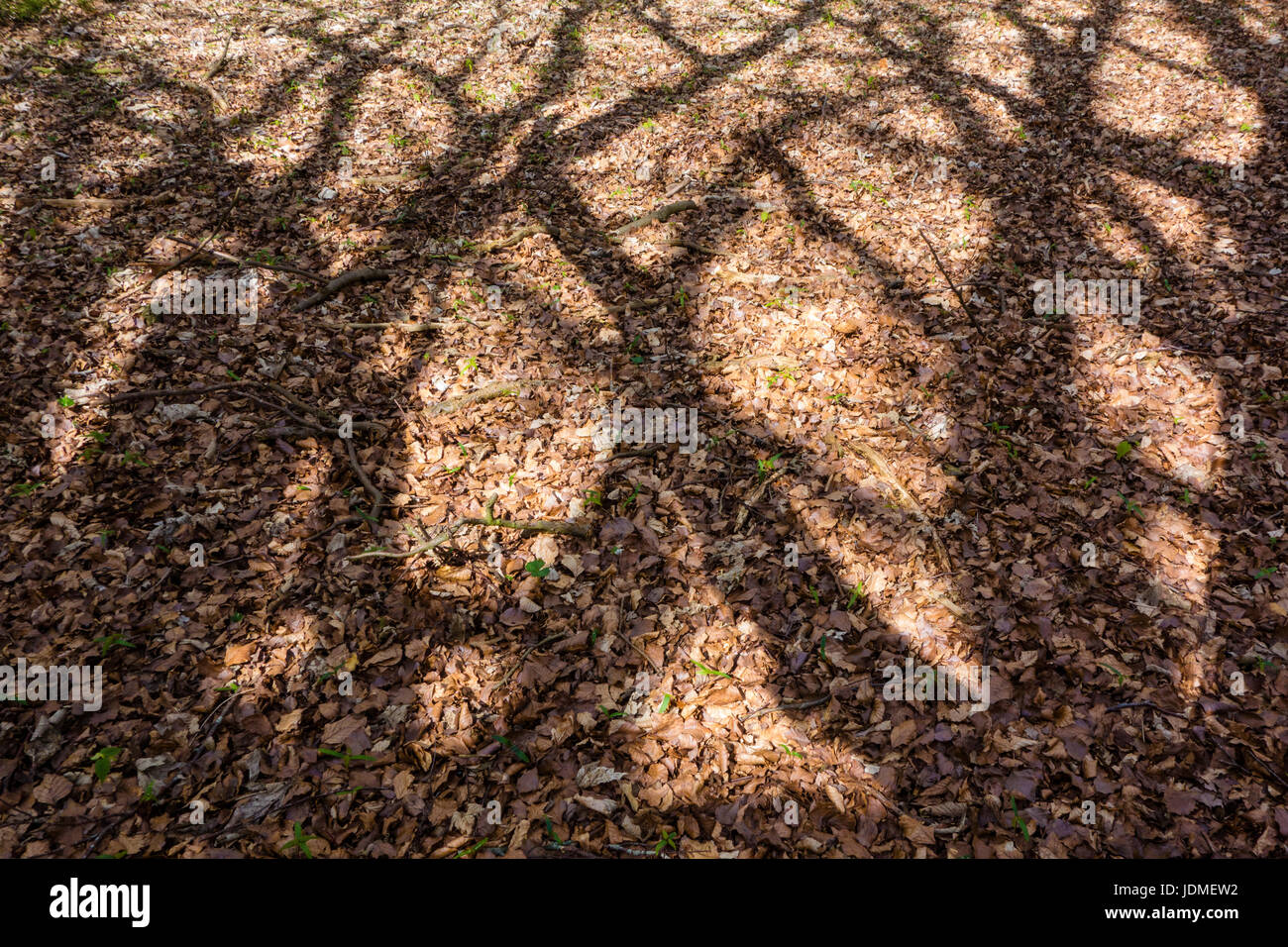 Le ombre della struttura in legno di faggio, North Norfolk Foto Stock