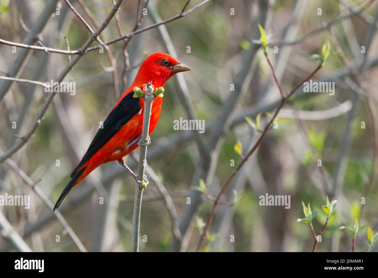 Scarlet Tanager maschio si aggrappa alla levetta in erba Foto Stock