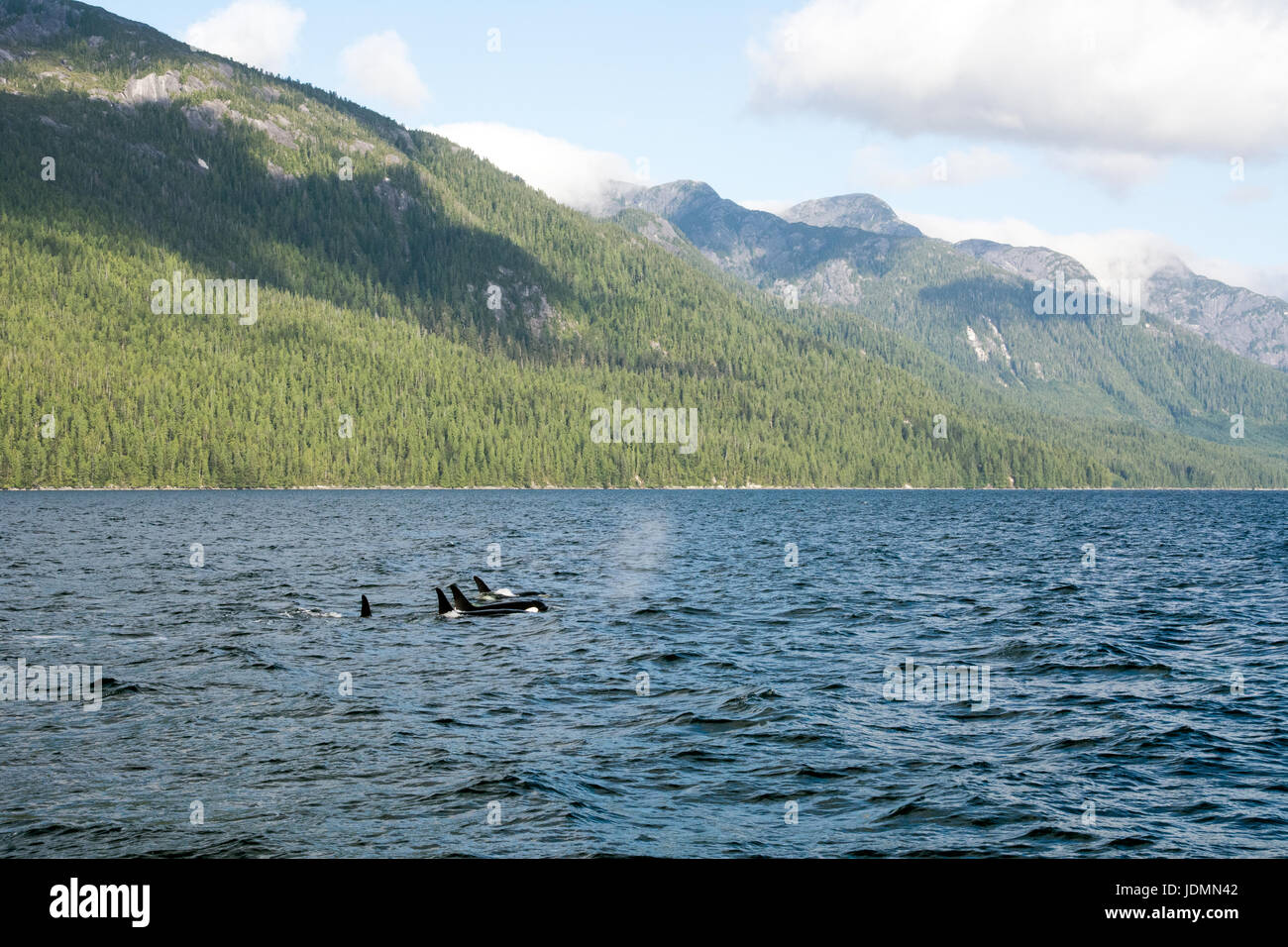 Un pod di resident orche nuoto nella distanza nel canale di balena, nel grande orso regione della foresta pluviale della British Columbia, Canada. Foto Stock