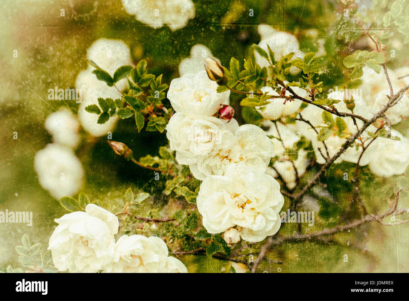 Rosa pimpinellifolia, la rosa Burnett (conosciuta anche come Scotch Rose), particolarmente associata alla Scozia, dove è tradizionalmente riferimento Foto Stock