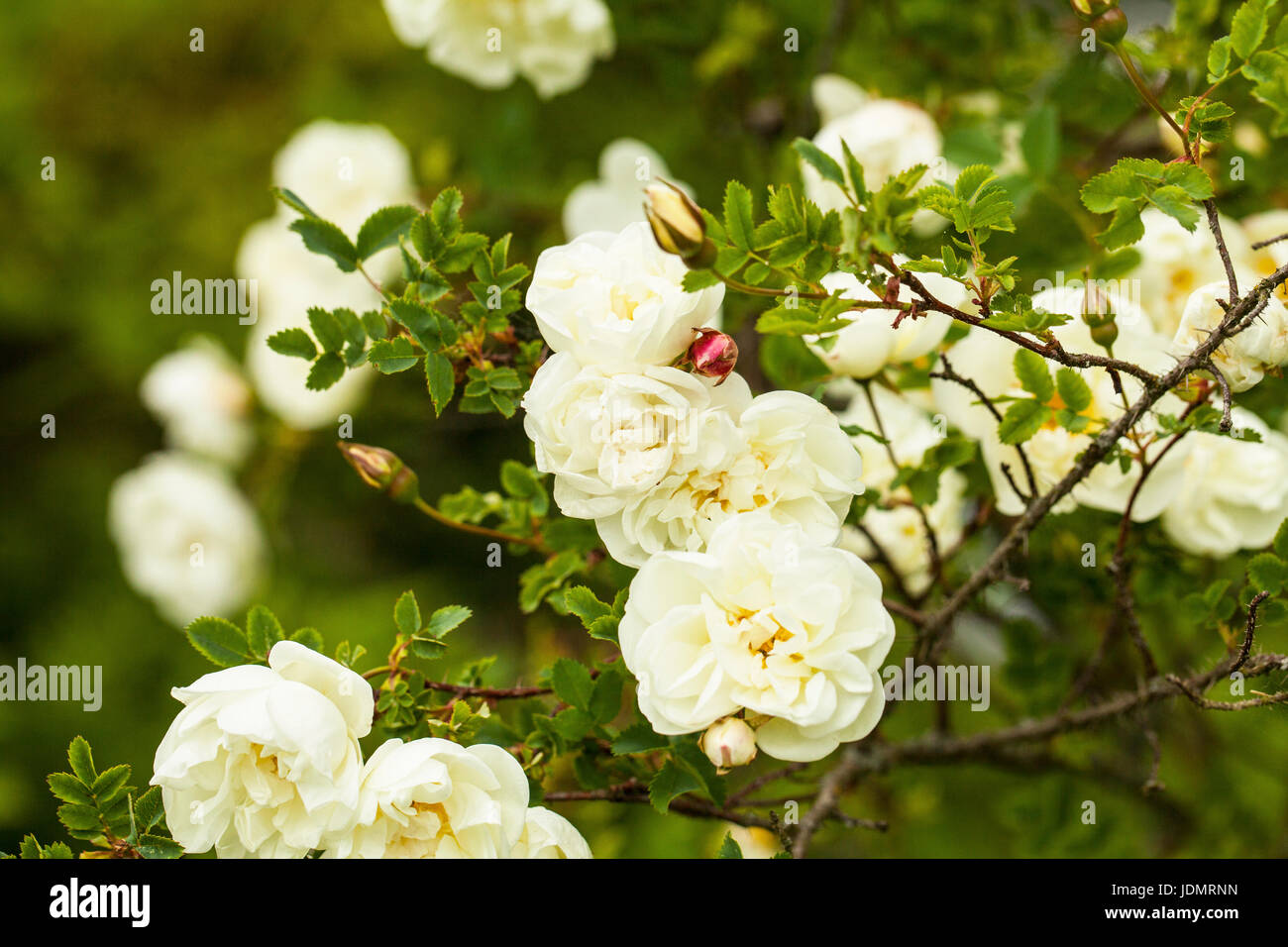 Rosa pimpinellifolia, la Burnett rose (noto anche come Scotch Rose), che è particolarmente associato con la Scozia, dove è tradizionalmente riferimento Foto Stock