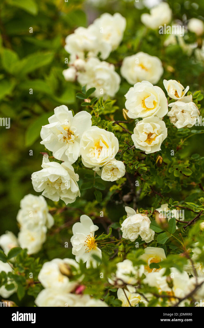 Rosa pimpinellifolia, la Burnett rose (noto anche come Scotch Rose), che è particolarmente associato con la Scozia, dove è tradizionalmente riferimento Foto Stock