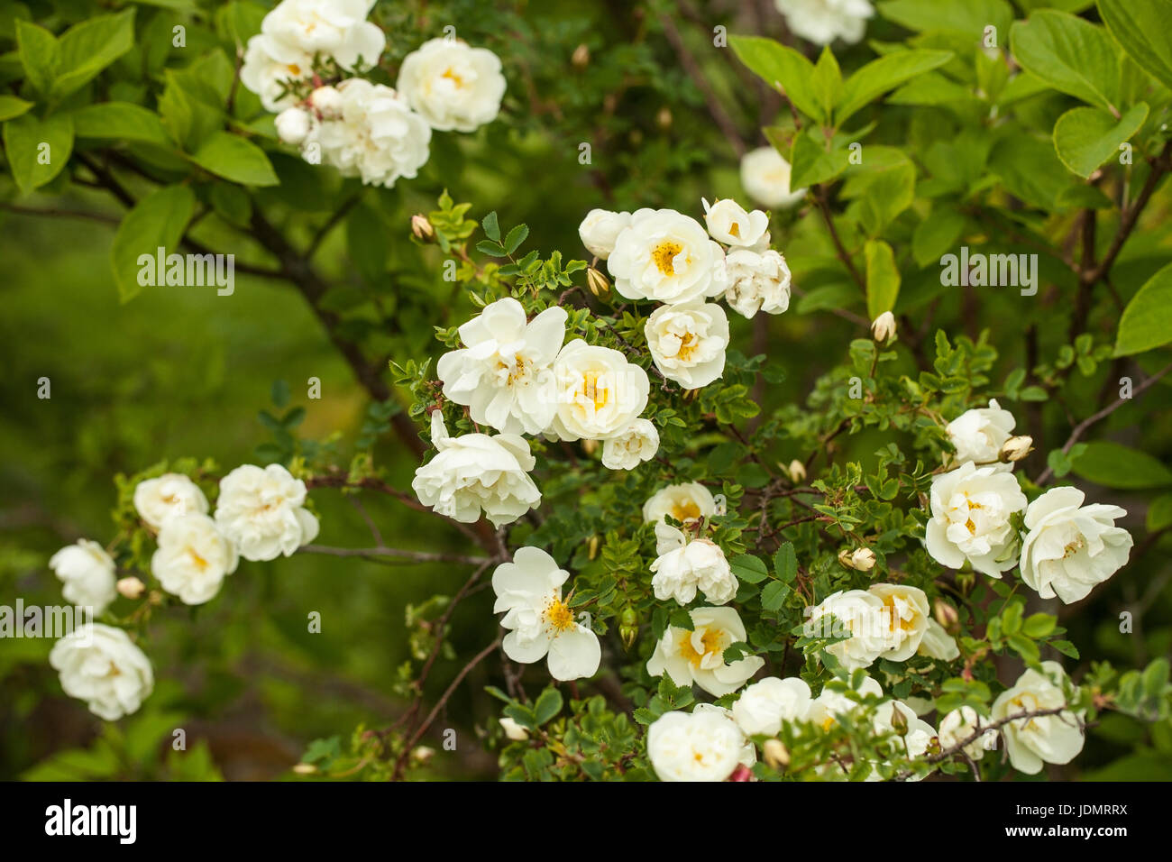 Rosa pimpinellifolia, la Burnett rose (noto anche come Scotch Rose), che è particolarmente associato con la Scozia, dove è tradizionalmente riferimento Foto Stock
