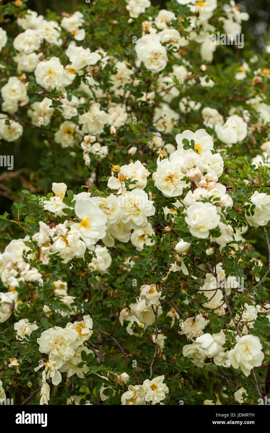 Rosa pimpinellifolia, la Burnett rose (noto anche come Scotch Rose), che è particolarmente associato con la Scozia, dove è tradizionalmente riferimento Foto Stock
