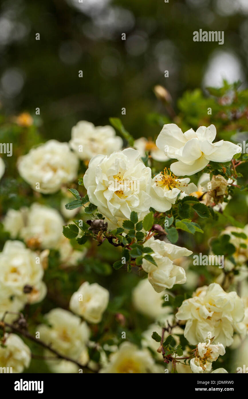 Rosa pimpinellifolia, la Burnett rose (noto anche come Scotch Rose), che è particolarmente associato con la Scozia, dove è tradizionalmente riferimento Foto Stock