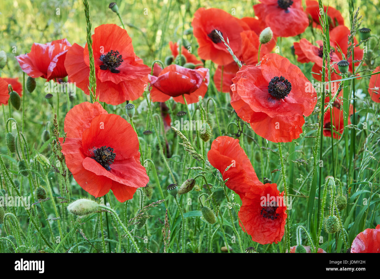 Poppies in un campo vicino al villaggio Costwold di Ford, Gloucestershire Foto Stock