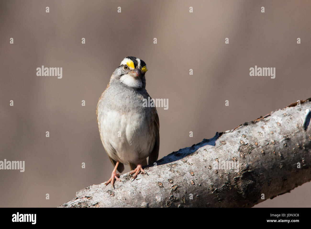 Bianco maschio-throated Sparrow in primavera Foto Stock