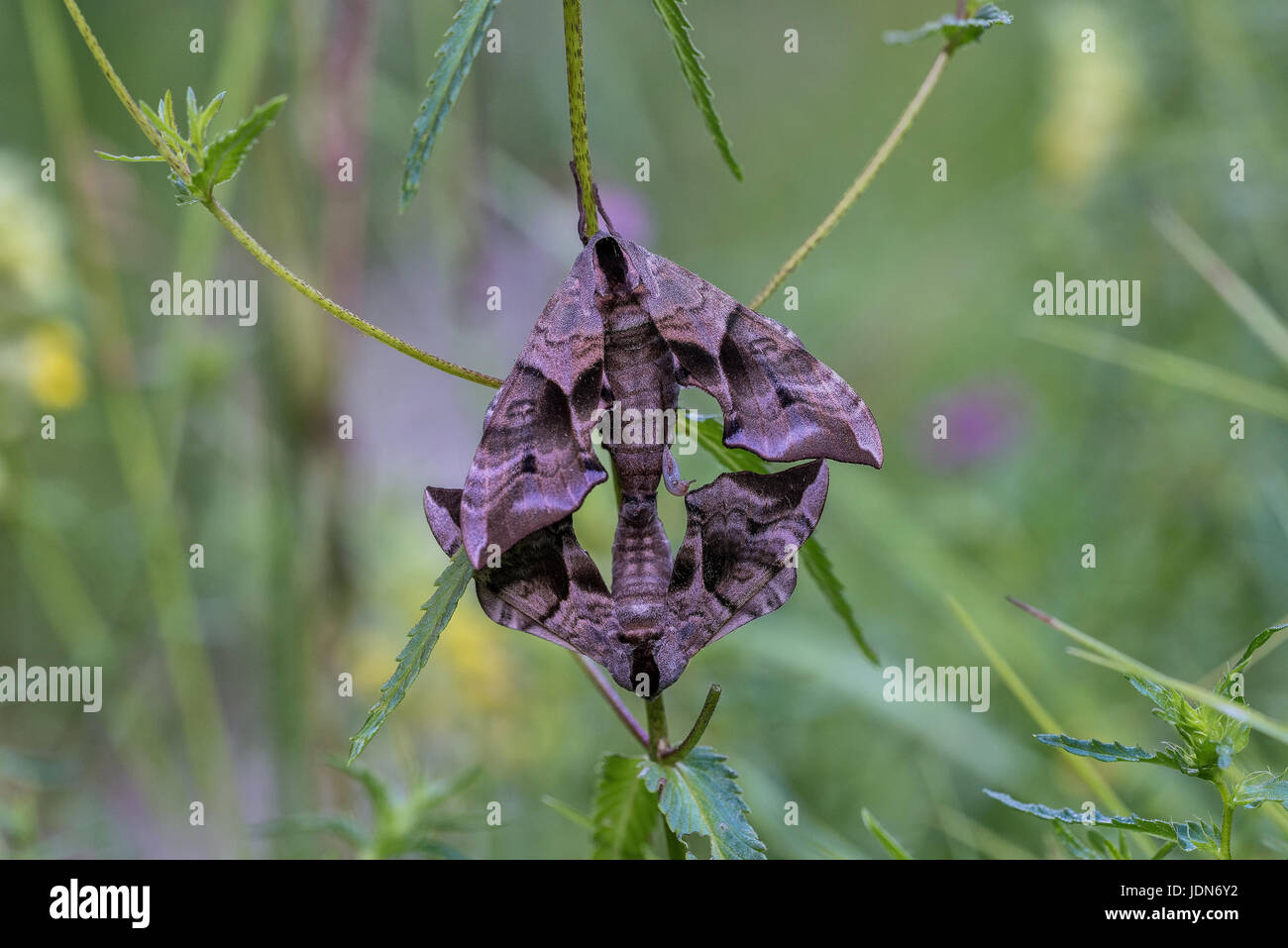 Abendpfauenauge (Smerinthus ocellata) eyed hawk-moth Foto Stock