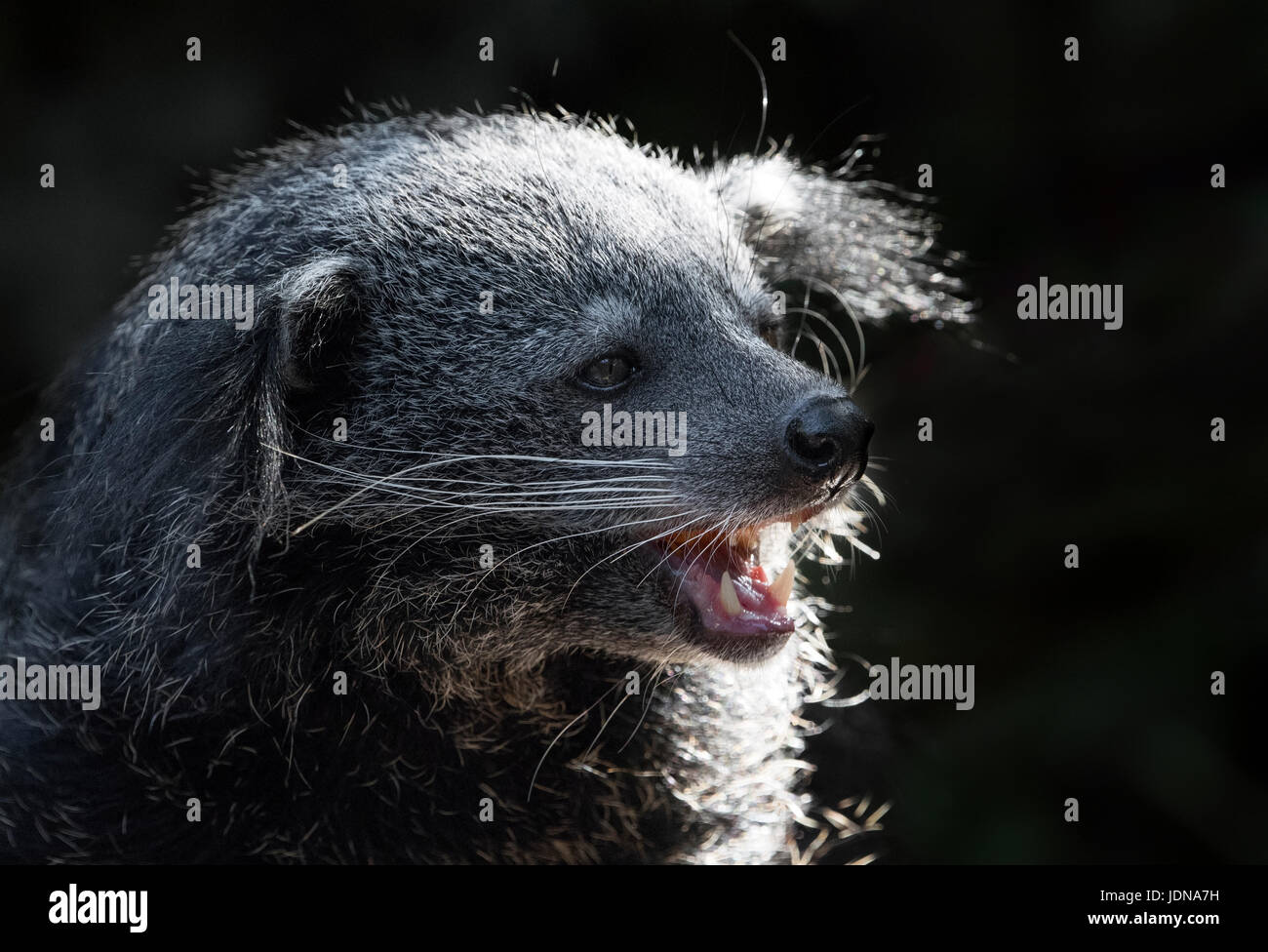 Binturong (faccia colpo) Foto Stock