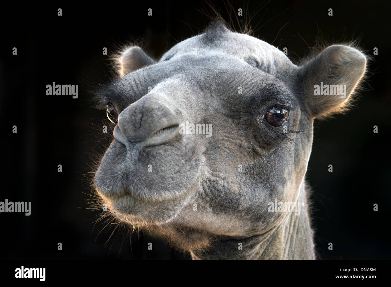 Bactrian camel guardando nella telecamera Foto Stock