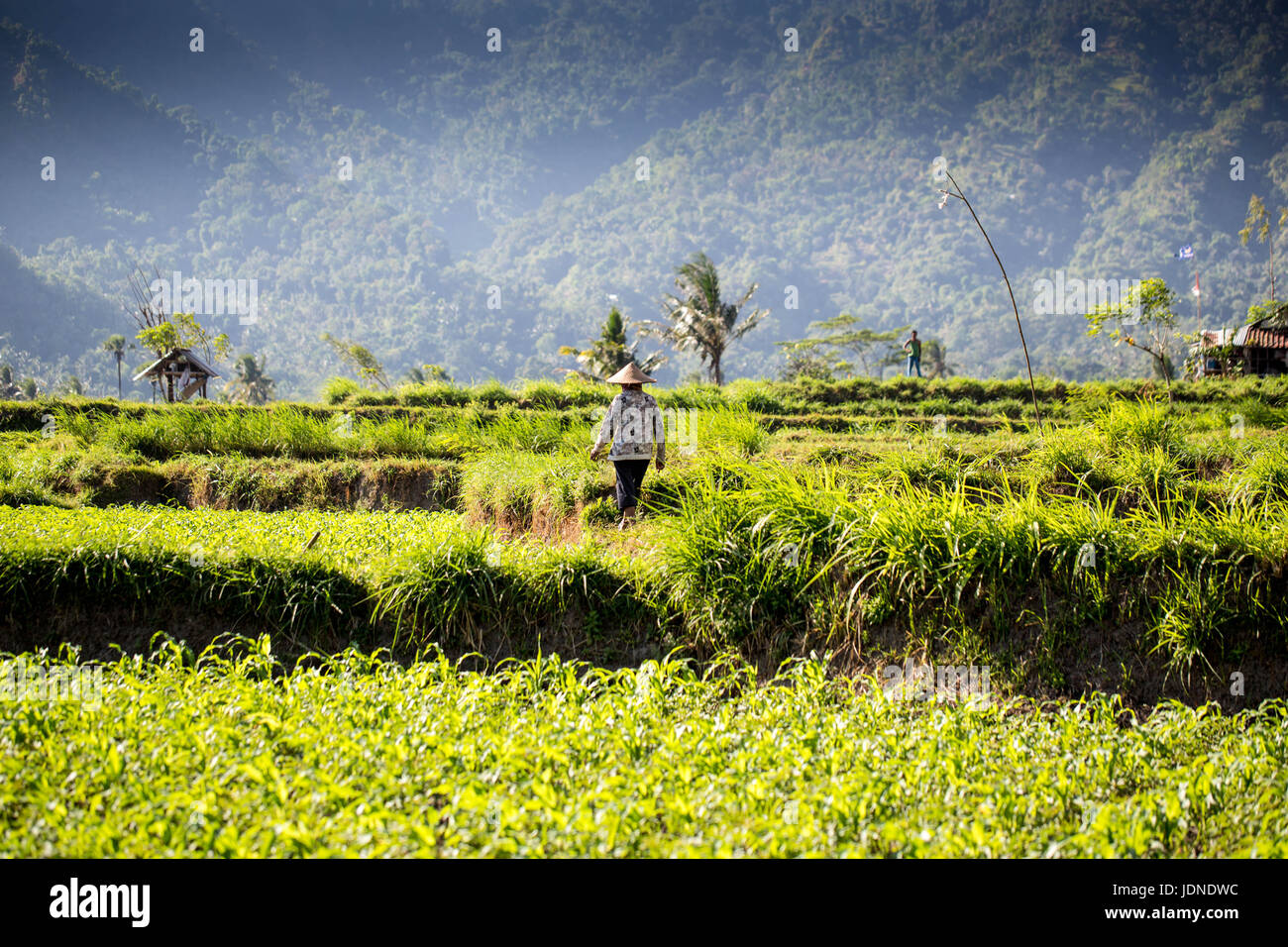 Terrazze di riso nel nord di Bali vicino Monte Agung con lavoratori Foto Stock