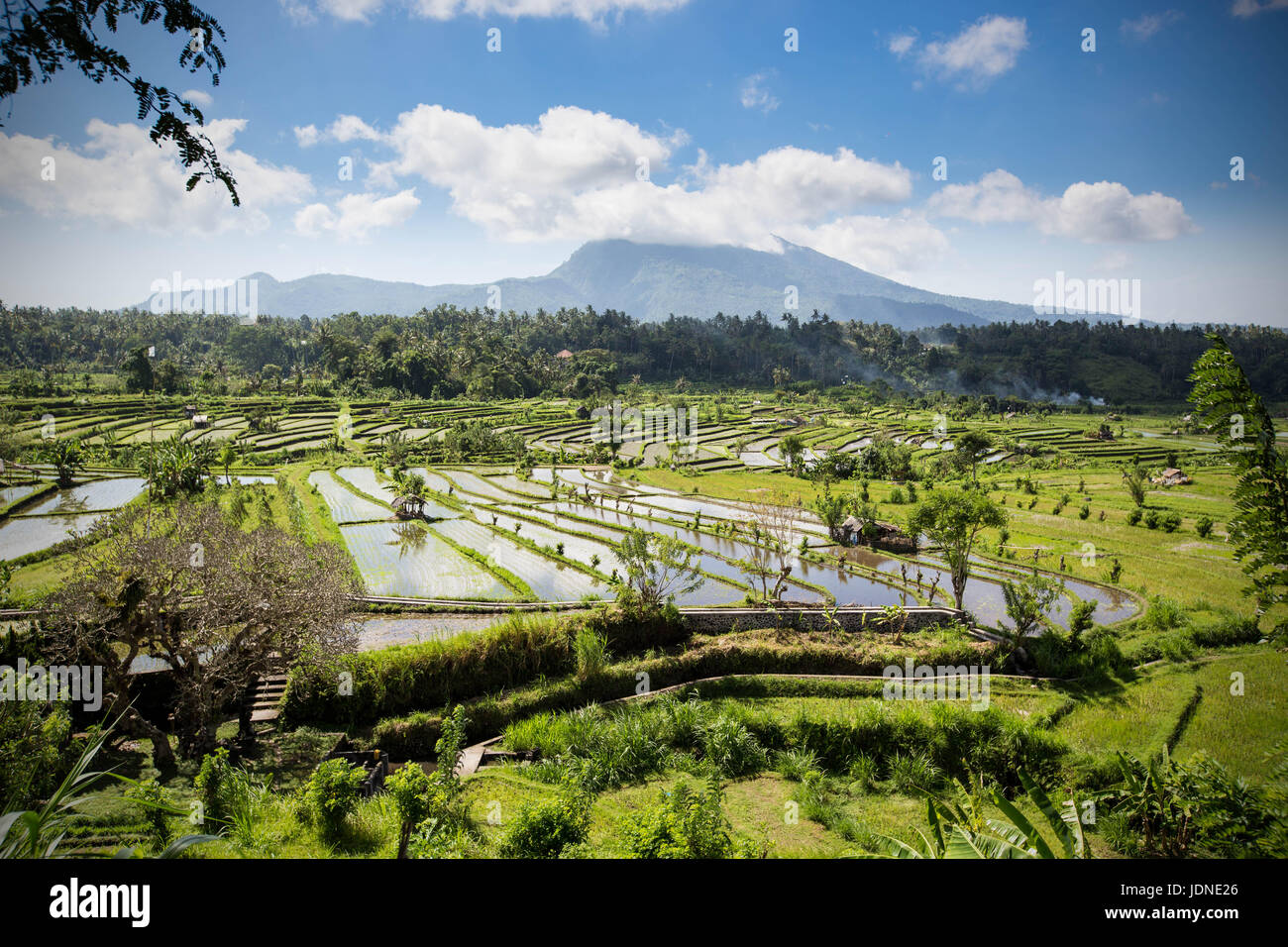 La risaia terrazze a Bali settentrionale nei pressi di Ubud con mount agung in background Foto Stock