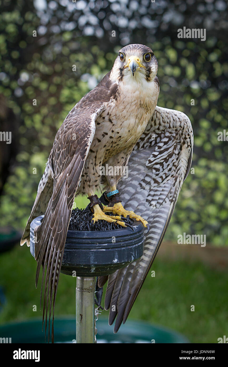 Ferdie il Lanner Falcon di proprietà di sfida rapaci sul display del Cheshire Show 2017 Foto Stock