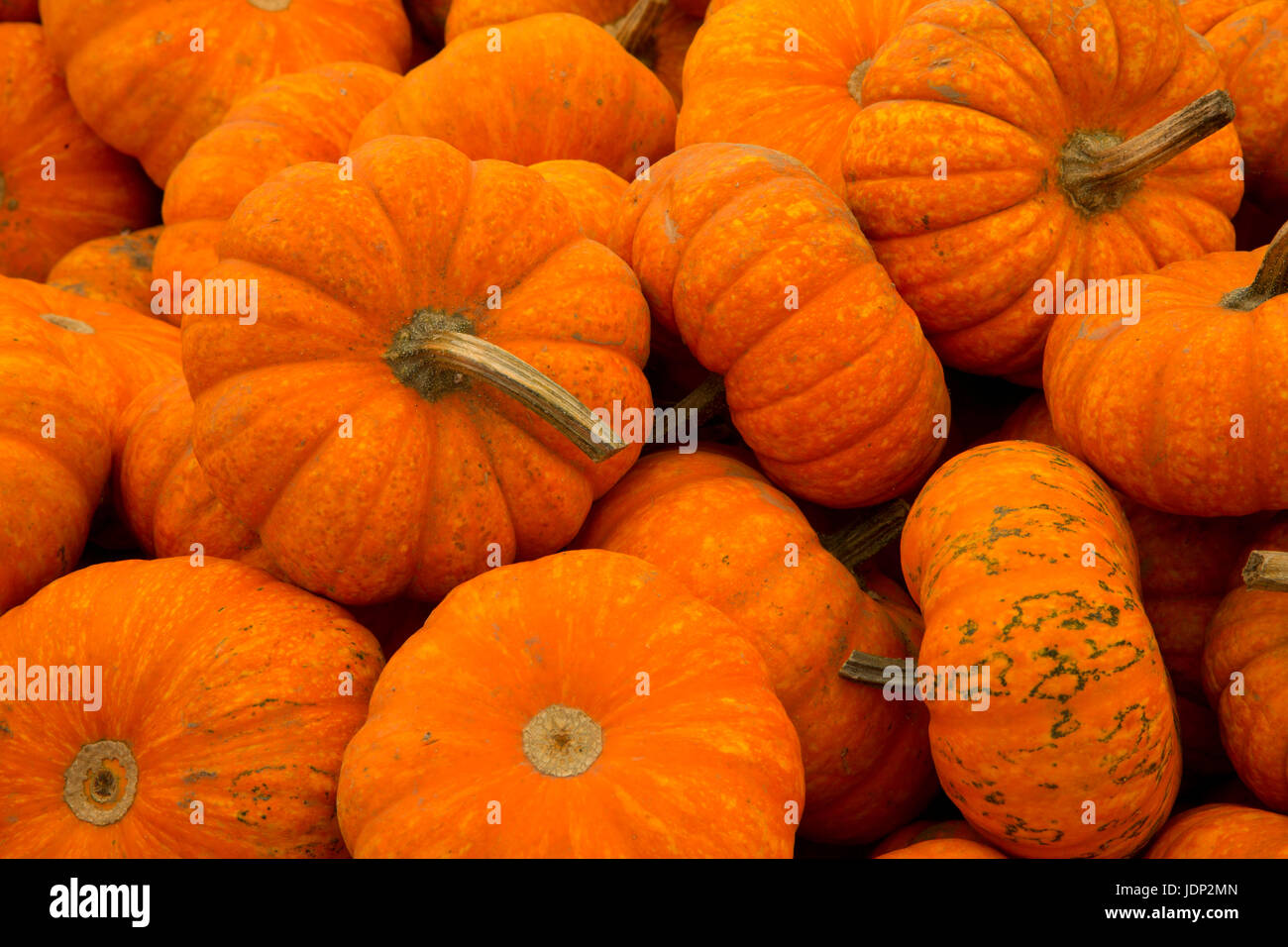 Squash Foto Stock