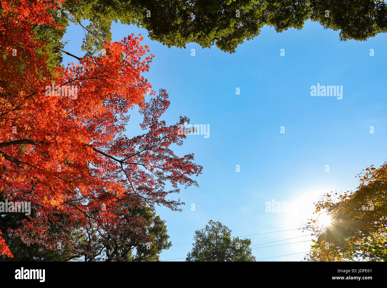 Foglie di autunno in un parco cittadino downtownTokyo, Giappone Foto Stock