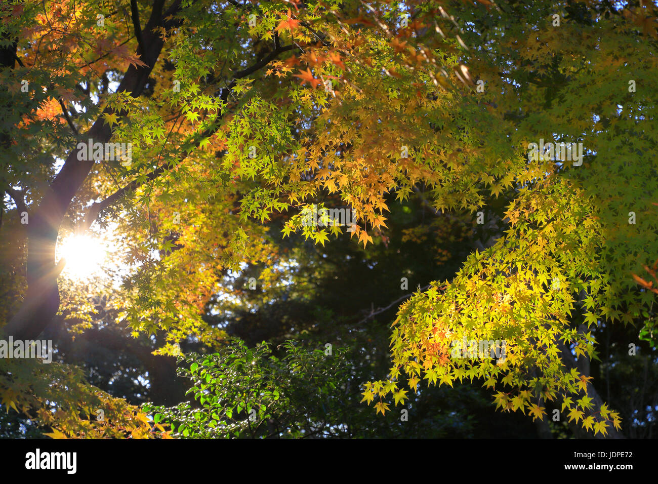 Foglie di autunno in un parco cittadino downtownTokyo, Giappone Foto Stock