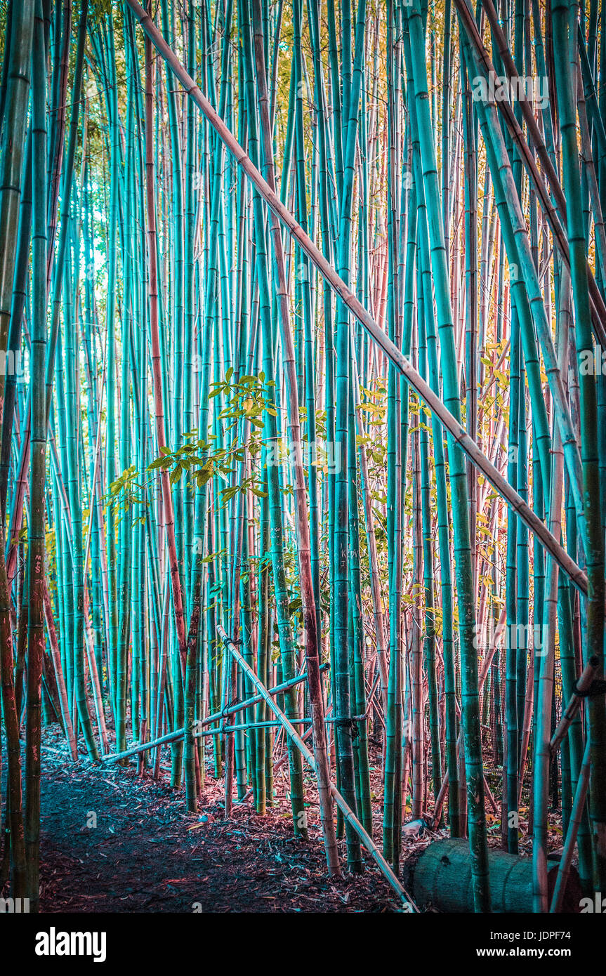 Bambù bella foresta giapponese immagine verticale Foto Stock