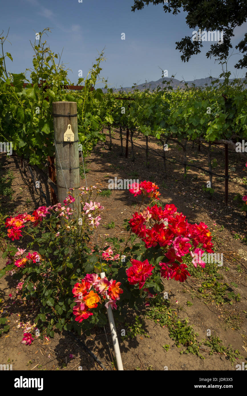 Il Viognier di uve da vino, uve Vigna Vigneto, vigneti, Fortunati vigneti, Napa Napa Valley, California, Stati Uniti Foto Stock