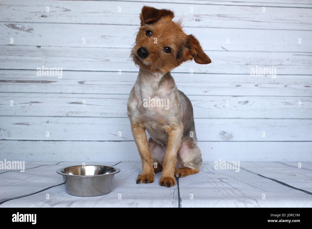 Un cane di piccola taglia in attesa per la sua razione quotidiana accanto alla sua coppa di crocchetta con attenzione Foto Stock