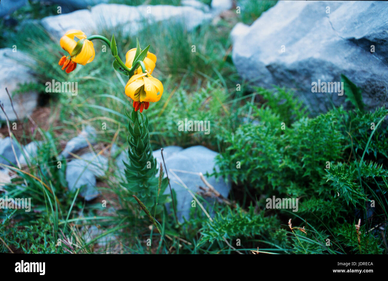 Lilium carniolicum in fiore dal Parco Nazionale di Paklenica, Croazia Foto Stock