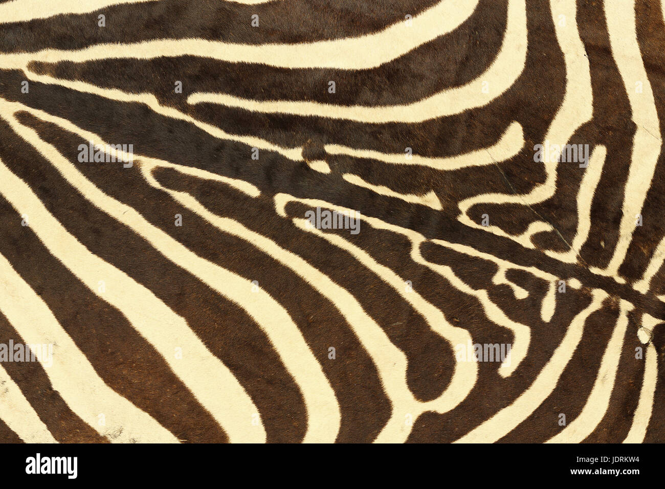 Texture astratta di pelo zebra, vera pelle non conciata per il tuo design Foto Stock