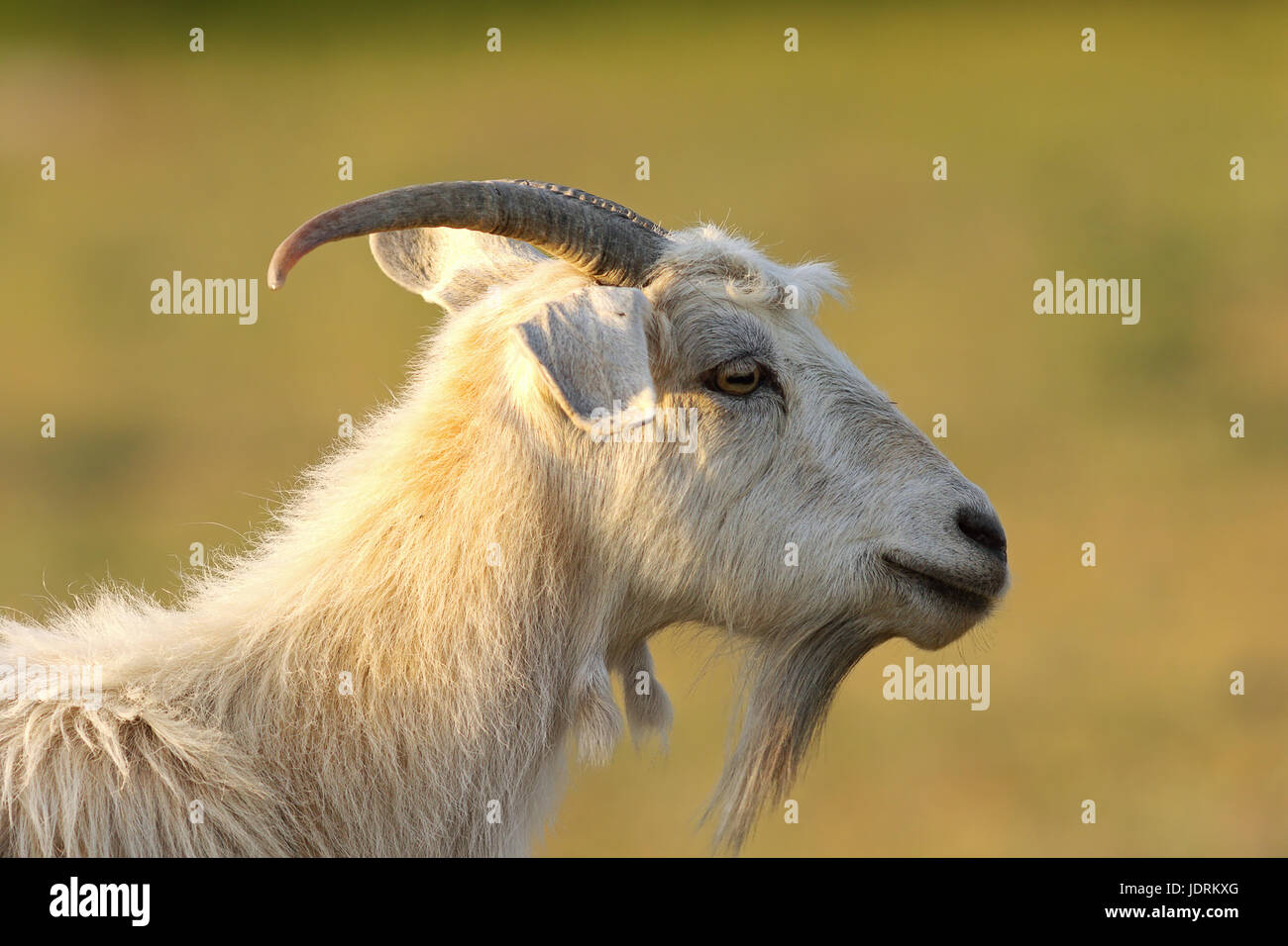 La barba di capra bianco su verde al di fuori della messa a fuoco lo sfondo Foto Stock