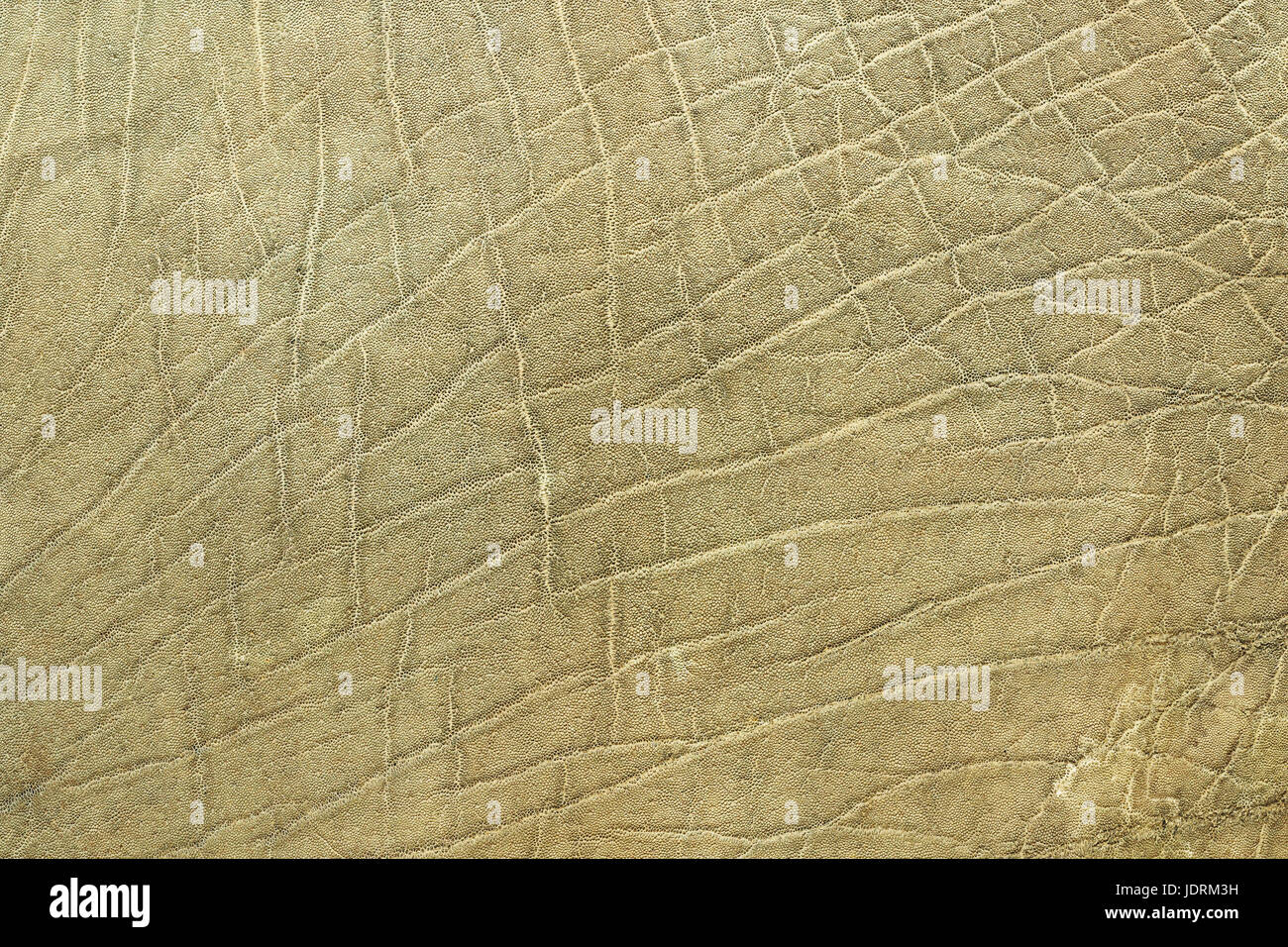 Primo piano dell' elefante africano pelle, texture della pelle ( Loxodonta adaurora ) Foto Stock