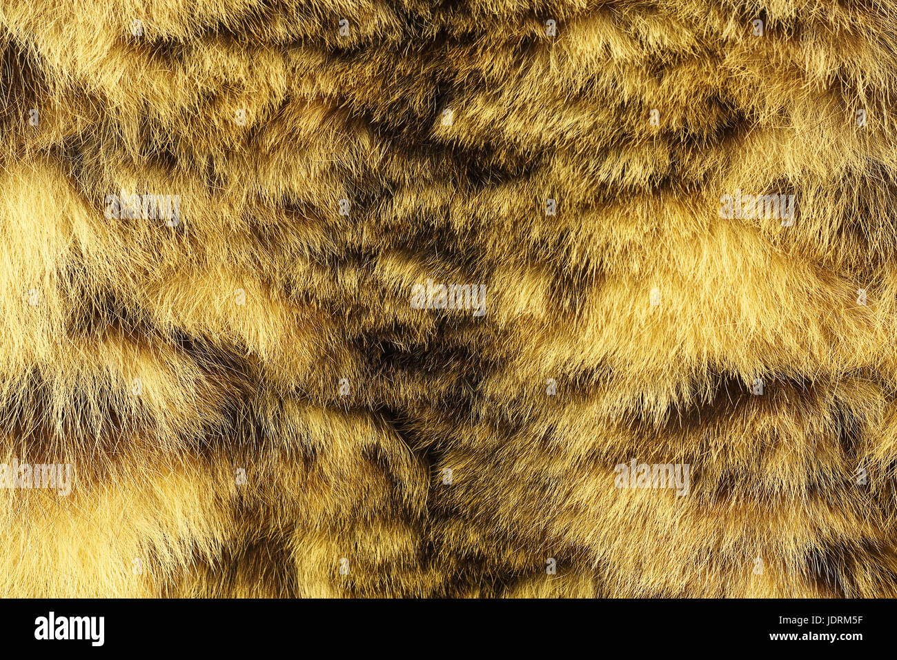 Texture colorate di snow leopard fur ( Uncia ), specie in via di estinzione Foto Stock