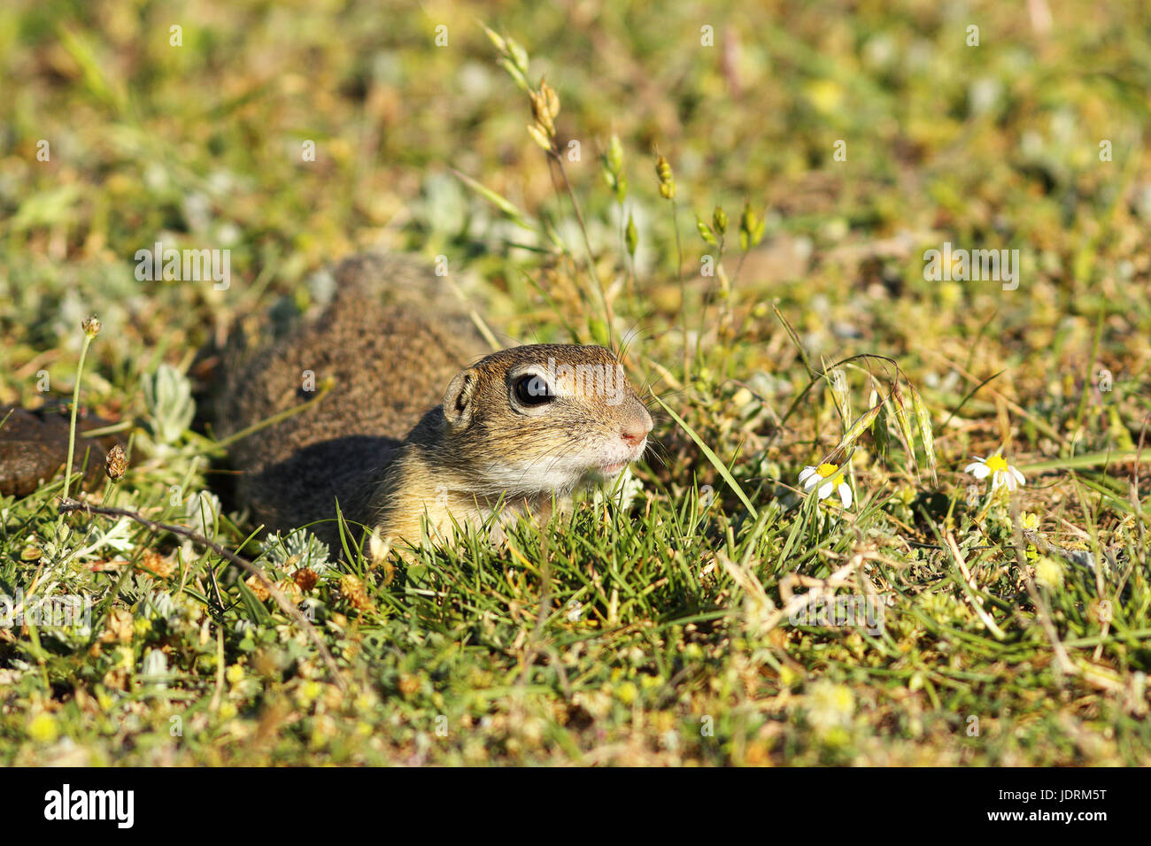 Carino terreno europeo scoiattolo in habitat naturali, closeup gu capretti animale ( Spermophilus citellus ) Foto Stock