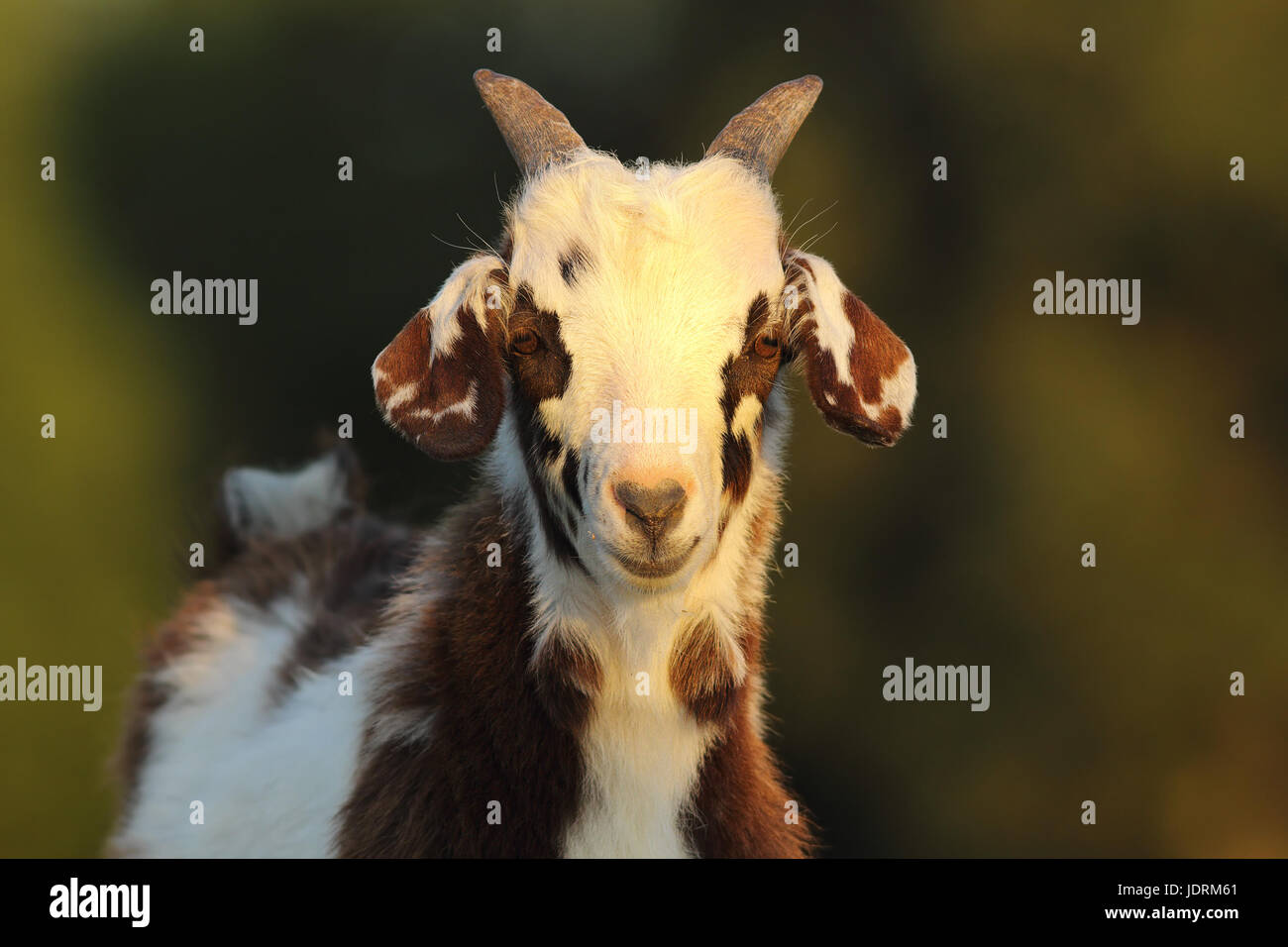 Carino chiazzato capretto, curioso animale giovane guardando la telecamera Foto Stock