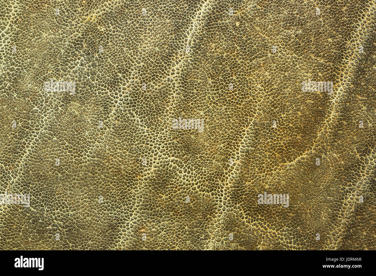 Dettaglio dell' elefante africano pelle animale naturale texture in pelle Foto Stock