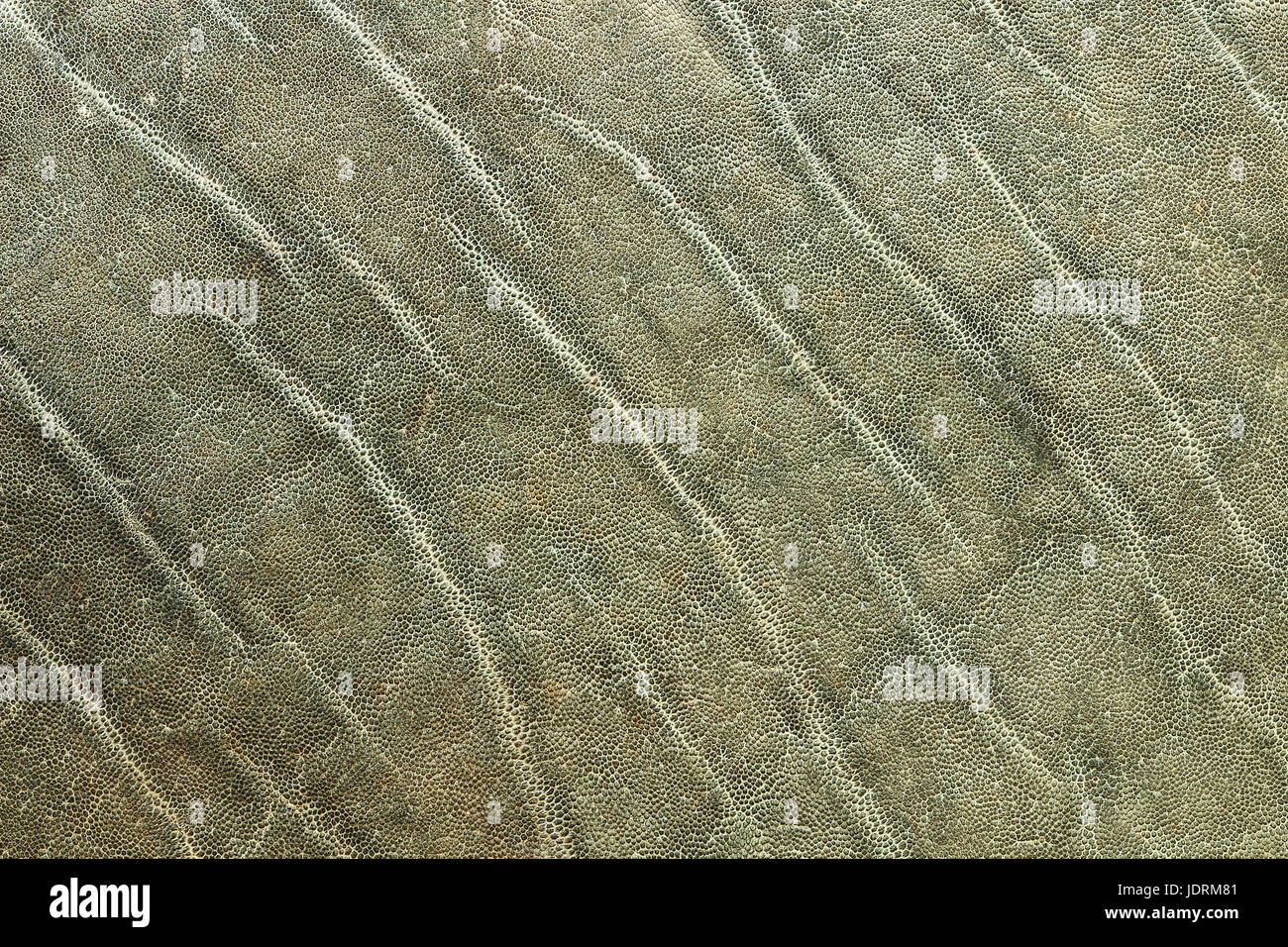 Dettagliata elefante africano di cuoio, real texture della pelle non conciata animale Foto Stock